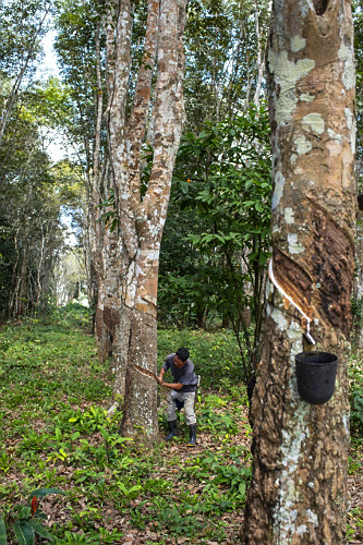 Extração de látex no Projeto de Assentamento Extrativista Chico Mendes - Seringal Cachoeira - Reserva Extra