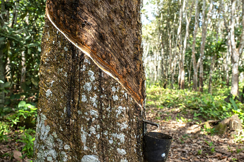 Extração de látex no Projeto de Assentamento Extrativista Chico Mendes - Seringal Cachoeira - Reserva Extra