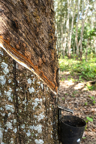 Extração de látex no Projeto de Assentamento Extrativista Chico Mendes - Seringal Cachoeira - Reserva Extra