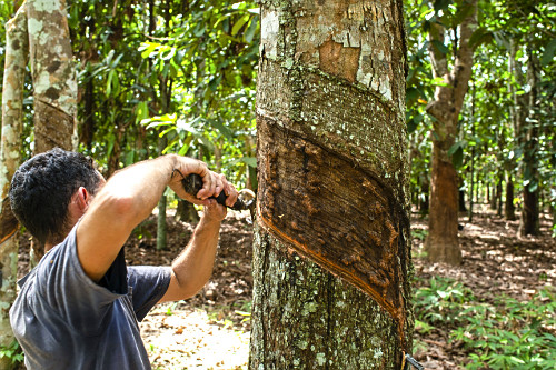 Extração de látex no Projeto de Assentamento Extrativista Chico Mendes - Seringal Cachoeira - Reserva Extra