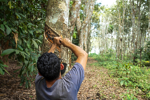 Extração de látex no Projeto de Assentamento Extrativista Chico Mendes - Seringal Cachoeira - Reserva Extra