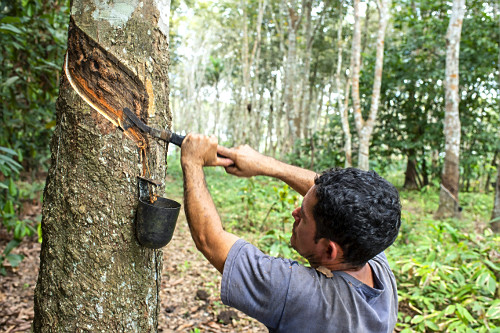 Extração de látex no Projeto de Assentamento Extrativista Chico Mendes - Seringal Cachoeira - Reserva Extra