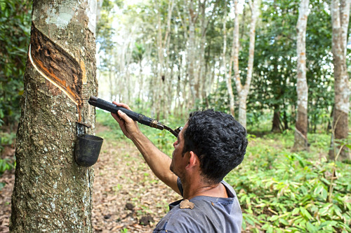 Extração de látex no Projeto de Assentamento Extrativista Chico Mendes - Seringal Cachoeira - Reserva Extra