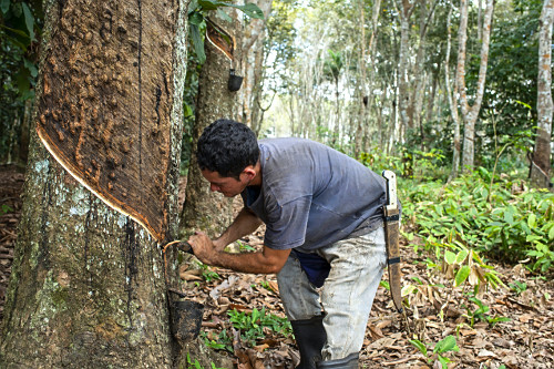 Extração de látex no Projeto de Assentamento Extrativista Chico Mendes - Seringal Cachoeira - Reserva Extra