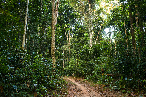 Estrada de terra em meio a floresta amazônica - Reserva Estrativista Chico Mendes