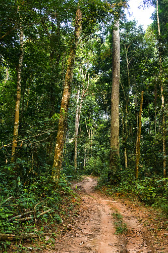 Estrada de terra em meio a floresta amazônica - Reserva Estrativista Chico Mendes