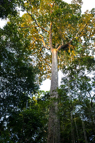 Árvore castanheira-do-Brasil ou castanheira-do-Pará nativa da floresta amazônica - espécie ameaçada de ex