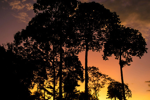 Entardecer na floresta amazônica