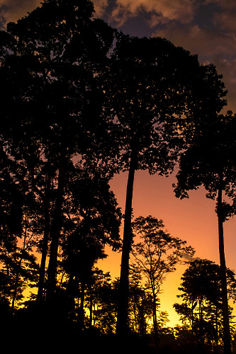 Entardecer na floresta amazônica