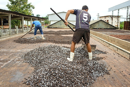 Trabalhadores espalhando sementes de cupuaçu fermentadas em barcaça para secagem