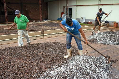 Trabalhadores espalhando sementes de cupuaçu fermentadas em barcaça para secagem