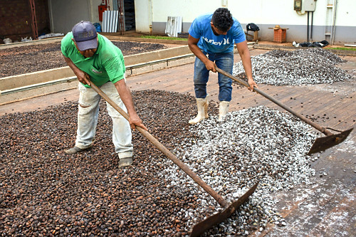 Trabalhadores espalhando sementes de cupuaçu fermentadas em barcaça para secagem