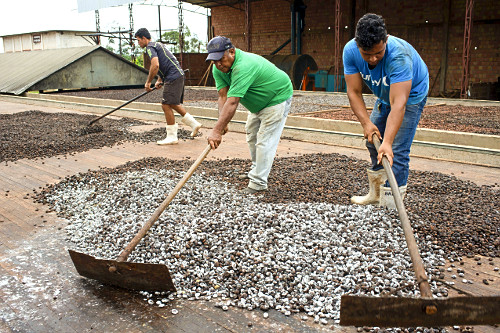 Trabalhadores espalhando sementes de cupuaçu fermentadas em barcaça para secagem