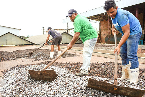 Trabalhadores espalhando sementes de cupuaçu fermentadas em barcaça para secagem