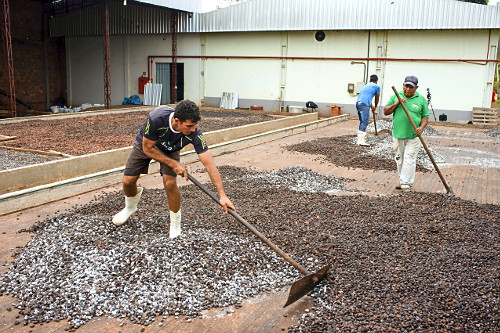 Trabalhadores espalhando sementes de cupuaçu fermentadas em barcaça para secagem