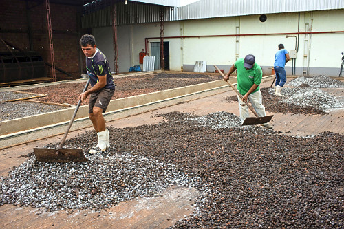 Trabalhadores espalhando sementes de cupuaçu fermentadas em barcaça para secagem