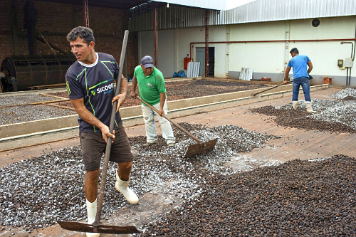 Trabalhadores espalhando sementes de cupuaçu fermentadas em barcaça para secagem