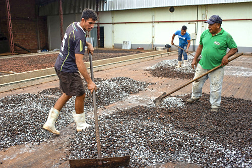 Trabalhadores espalhando sementes de cupuaçu fermentadas em barcaça para secagem