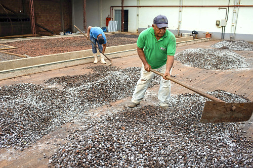Trabalhadores espalhando sementes de cupuaçu fermentadas em barcaça para secagem