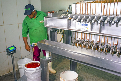 Prensa produzindo manteiga de cupuaçu