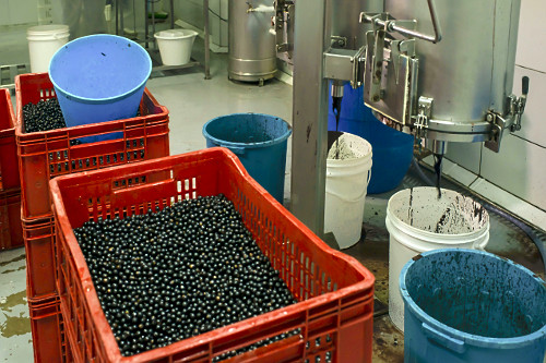 Caixas com açaí em fábrica de polpa