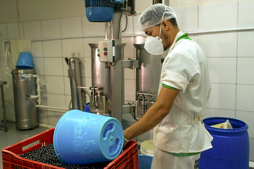 Trabalhador abastecendo despolpadeira com açaí para produção de polpa