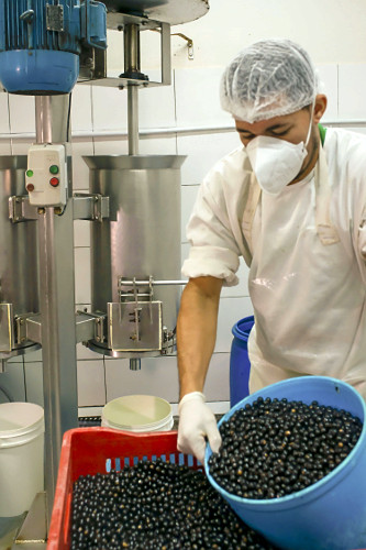 Trabalhador abastecendo despolpadeira com açaí para produção de polpa