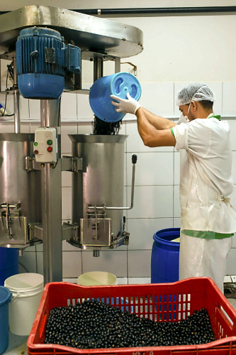 Trabalhador abastecendo despolpadeira com açaí para produção de polpa