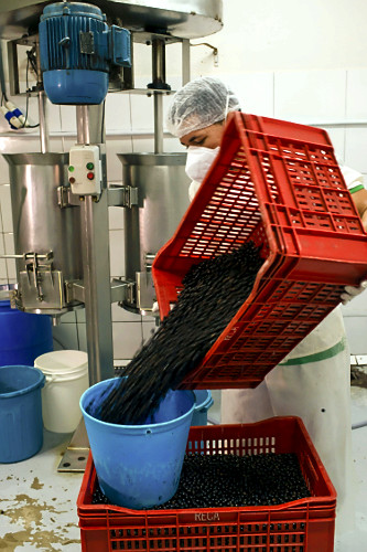 Trabalhador abastecendo despolpadeira com açaí para produção de polpa