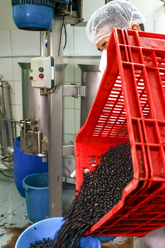 Trabalhador abastecendo despolpadeira com açaí para produção de polpa