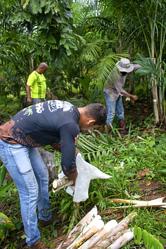 Extração de pupunha produzida em sistema agroflorestal