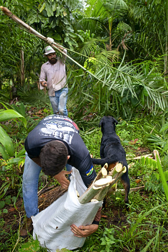 Extração de pupunha produzida em sistema agroflorestal