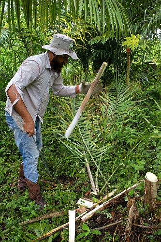 Extração de pupunha produzida em sistema agroflorestal
