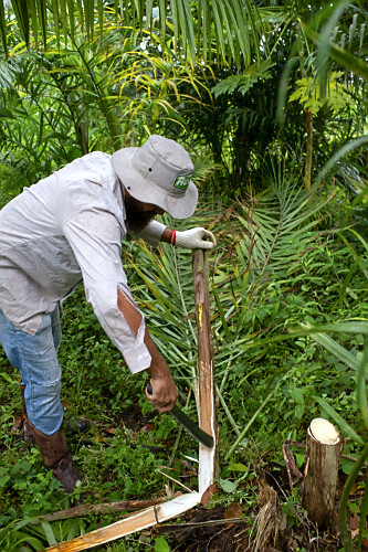 Extração de pupunha produzida em sistema agroflorestal