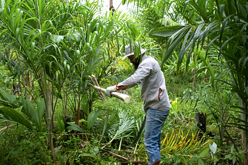 Extração de pupunha produzida em sistema agroflorestal