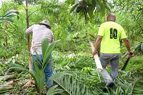 Extração de pupunha produzida em sistema agroflorestal