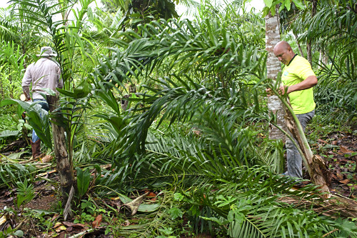 Extração de pupunha produzida em sistema agroflorestal
