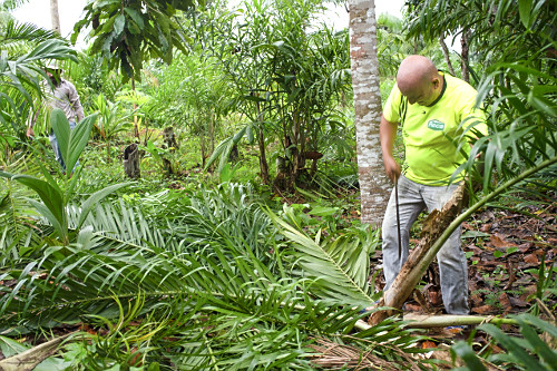 Extração de pupunha produzida em sistema agroflorestal