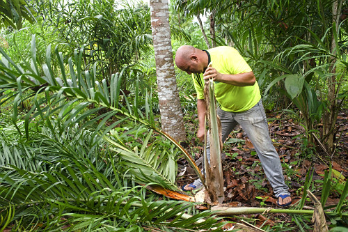 Extração de pupunha produzida em sistema agroflorestal