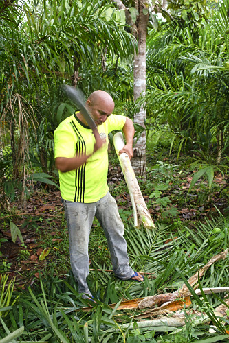 Extração de pupunha produzida em sistema agroflorestal