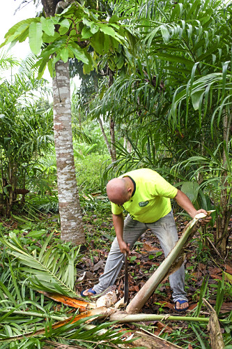 Extração de pupunha produzida em sistema agroflorestal