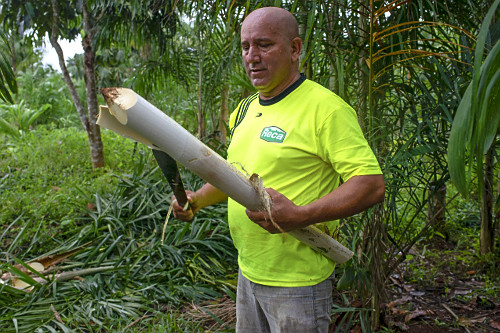 Extração de pupunha produzida em sistema agroflorestal