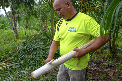 Extração de pupunha produzida em sistema agroflorestal