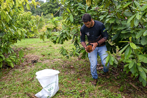 Trabalhador colhendo cupuaçu cultivado em sistema agroflorestal