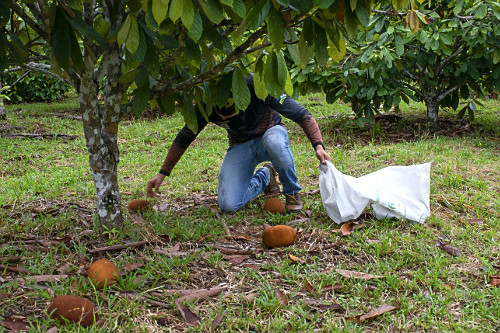 Colheita de cupuaçu cultivado em sistema agroflorestal