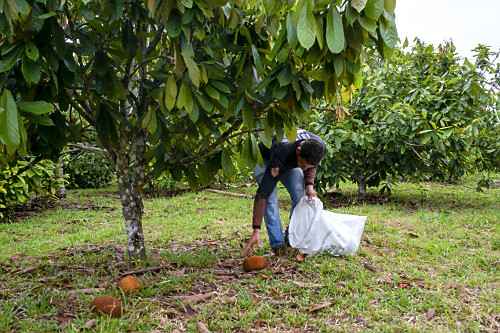 Colheita de cupuaçu cultivado em sistema agroflorestal