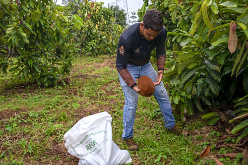 Colheita de cupuaçu cultivado em sistema agroflorestal