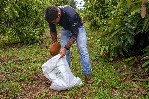 Colheita de cupuaçu cultivado em sistema agroflorestal