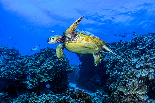 tartaruga-marinha | Pulsar Imagens | Banco imagens do Brasil