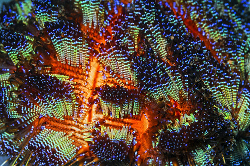 Detalhe de ouriço-de-fogo - Parque Nacional de Komodo - 